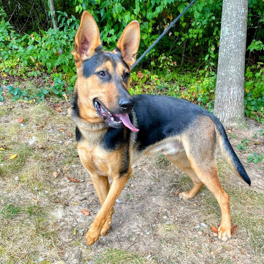 Kenji