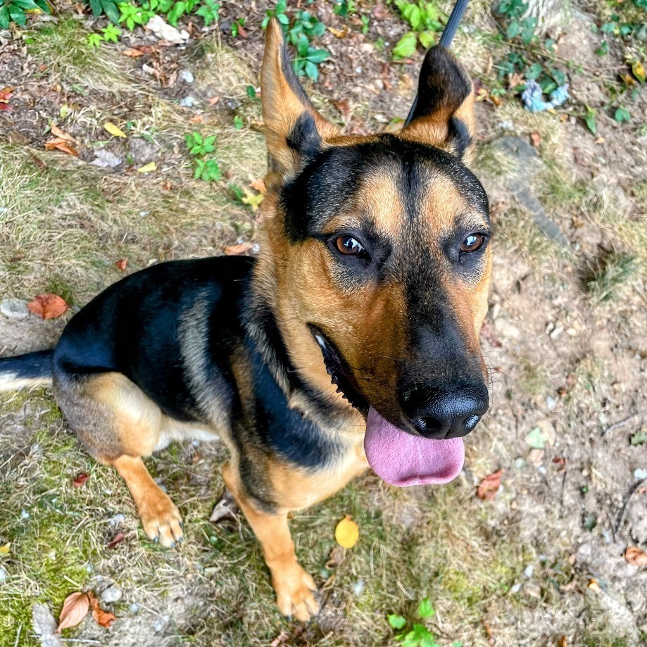Kenji