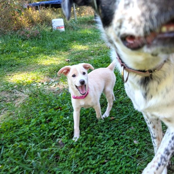 Ferns Luna thumbnail 3