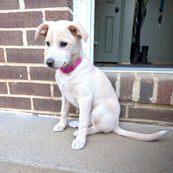 Ferns Luna thumbnail 4