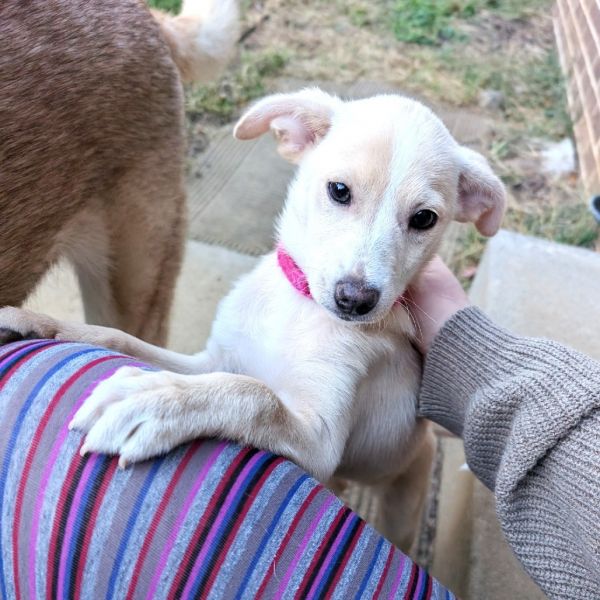 Ferns Luna thumbnail 5