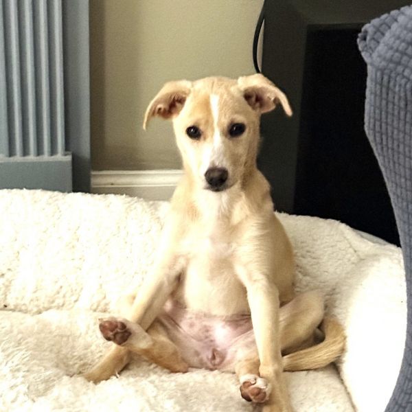 Ferns Luna thumbnail 6