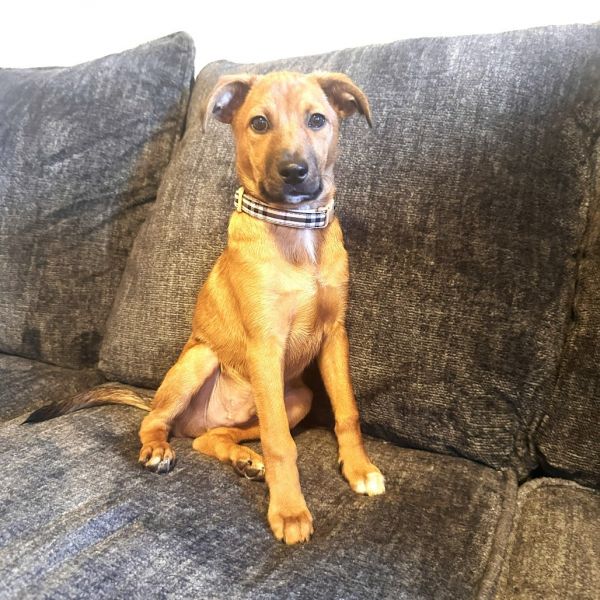 Ferns Snickers photo 1