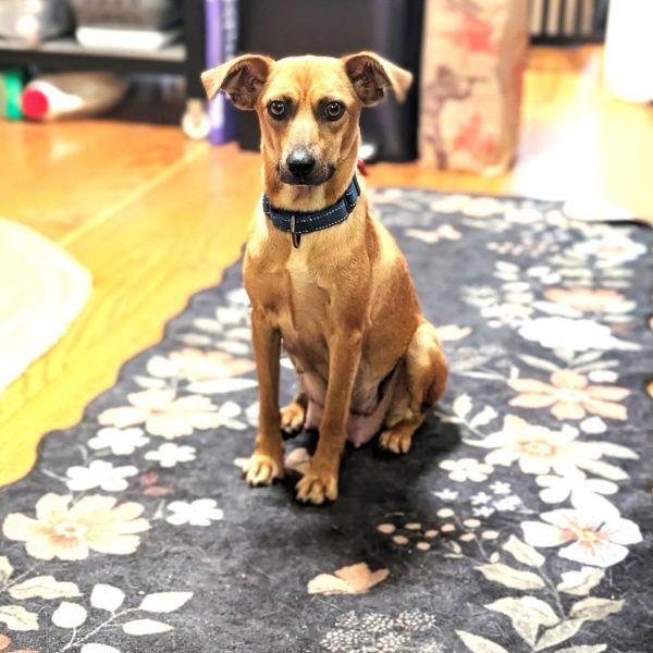 Ferns Snickers thumbnail 2