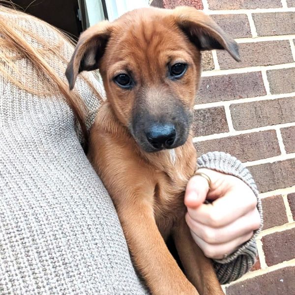 Ferns Snickers thumbnail 4