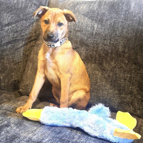 Ferns Snickers thumbnail 5