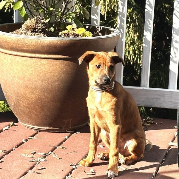 Ferns Snickers thumbnail 6