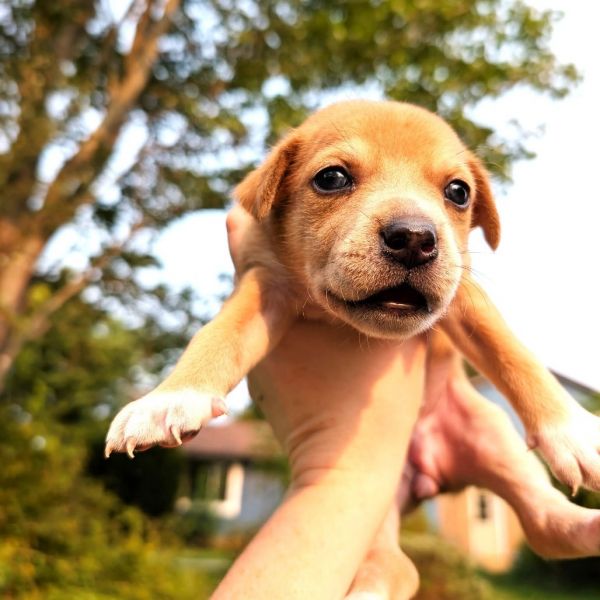 Ferns Buffy thumbnail 2