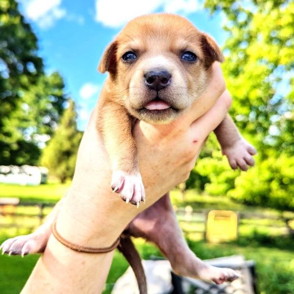 Ferns Buffy thumbnail 3