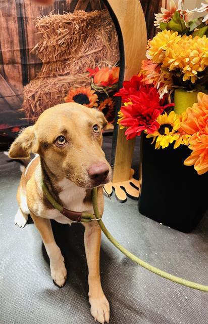 STAR, an adoptable German Shepherd Dog in Globe, AZ, 85501 | Photo Image 1