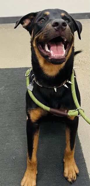 DAGGER, an adoptable Rottweiler in Globe, AZ, 85501 | Photo Image 1