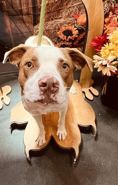 SANDY, an adoptable Brittany Spaniel, Mixed Breed in Globe, AZ, 85501 | Photo Image 1