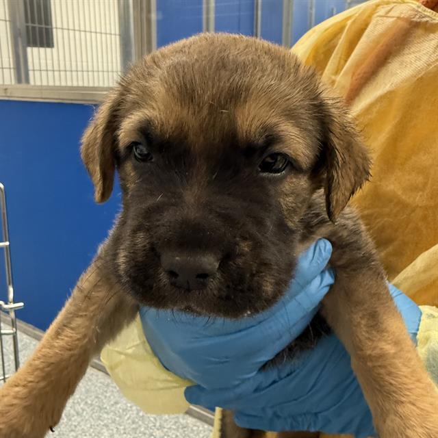 PUPPY 11*