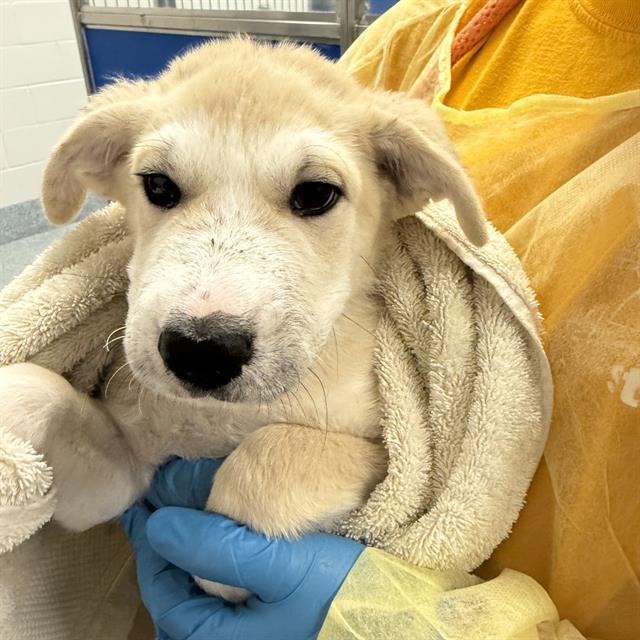 PUPPY 6*