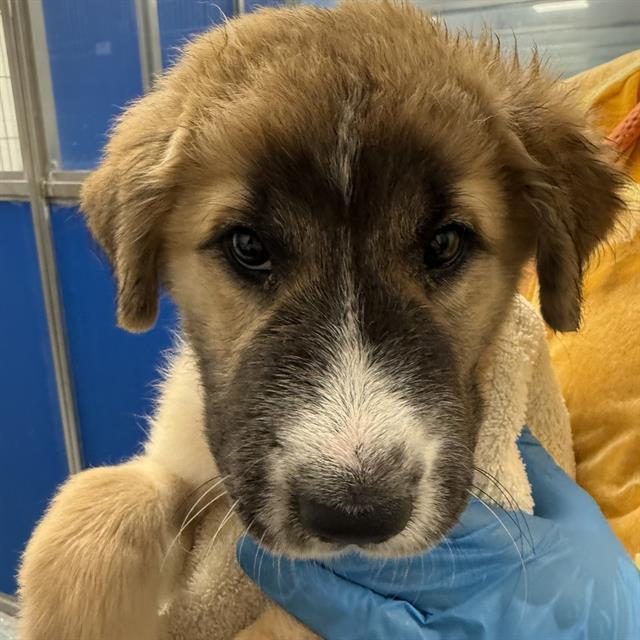 PUPPY 10*