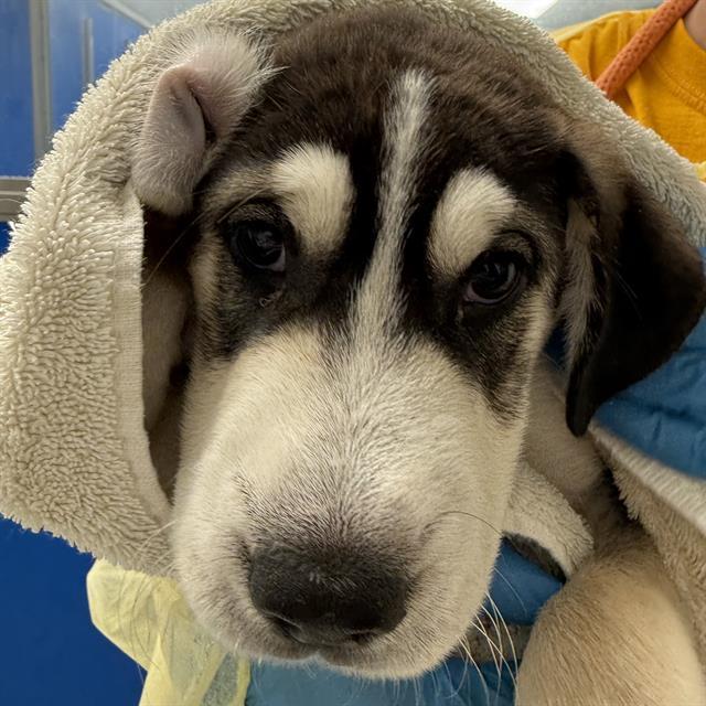 PUPPY 7*