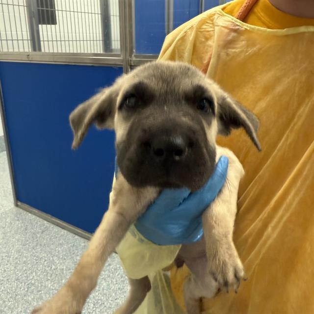 PUPPY 4*