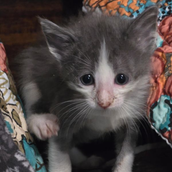 White Cheeks thumbnail 2