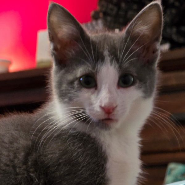 White Cheeks thumbnail 3