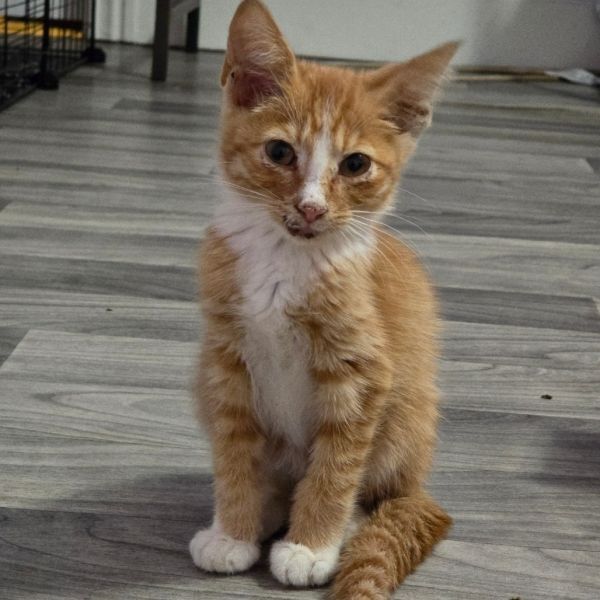 Pork Chop Pete thumbnail 2