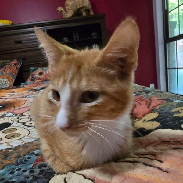 Pork Chop Pete thumbnail 3