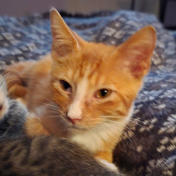 Pork Chop Pete thumbnail 4