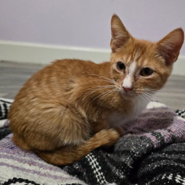 Pork Chop Pete thumbnail 5