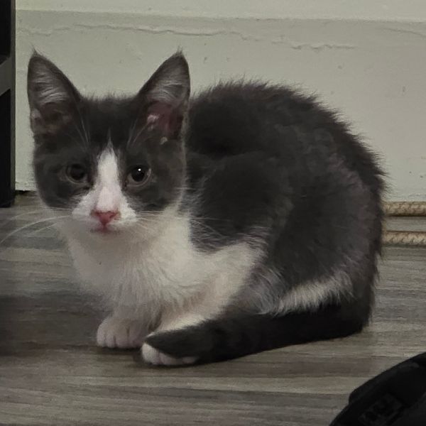 Gray Cheeks thumbnail 3