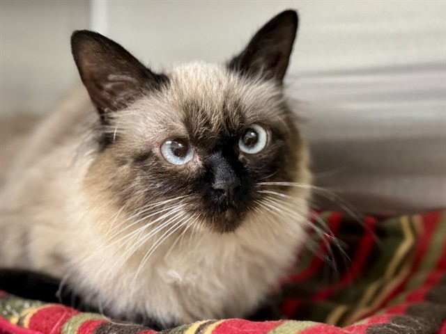 SASSY, an adoptable Balinese, Siamese in Ames, IA, 50010 | Photo Image 1