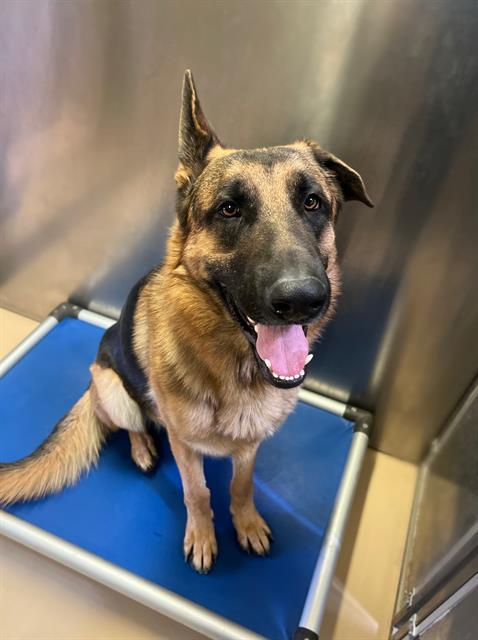 ALPHA, an adoptable German Shepherd Dog in Blythe, CA, 92225 | Photo Image 1