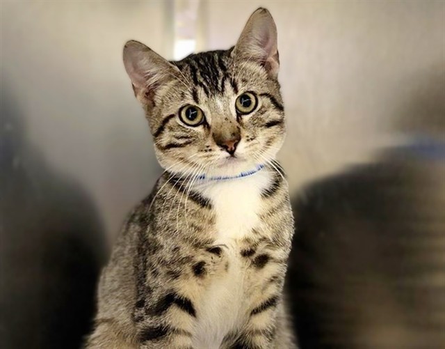 SIMON