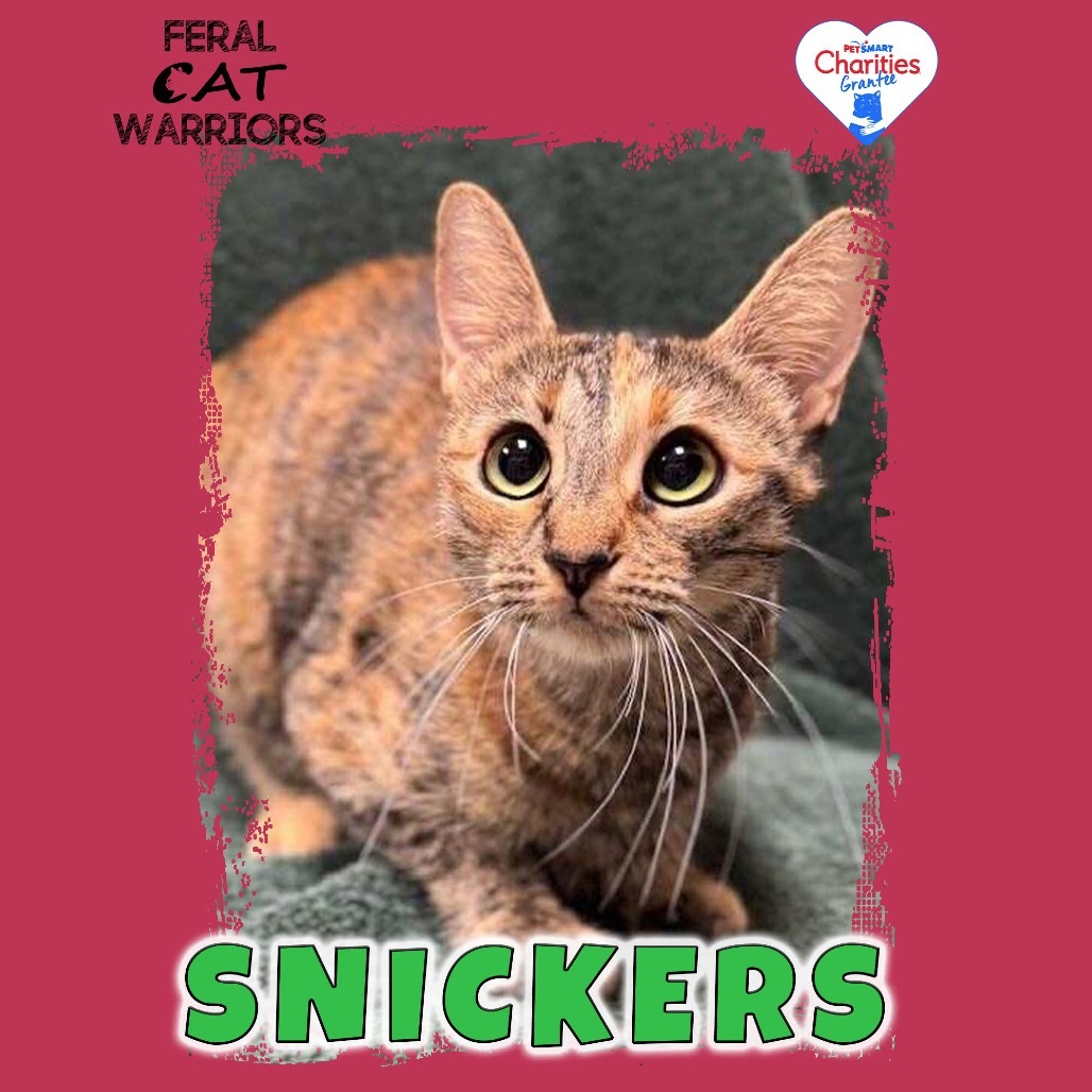 Snickers, an adoptable Domestic Short Hair in Kingman, AZ, 86401 | Photo Image 1