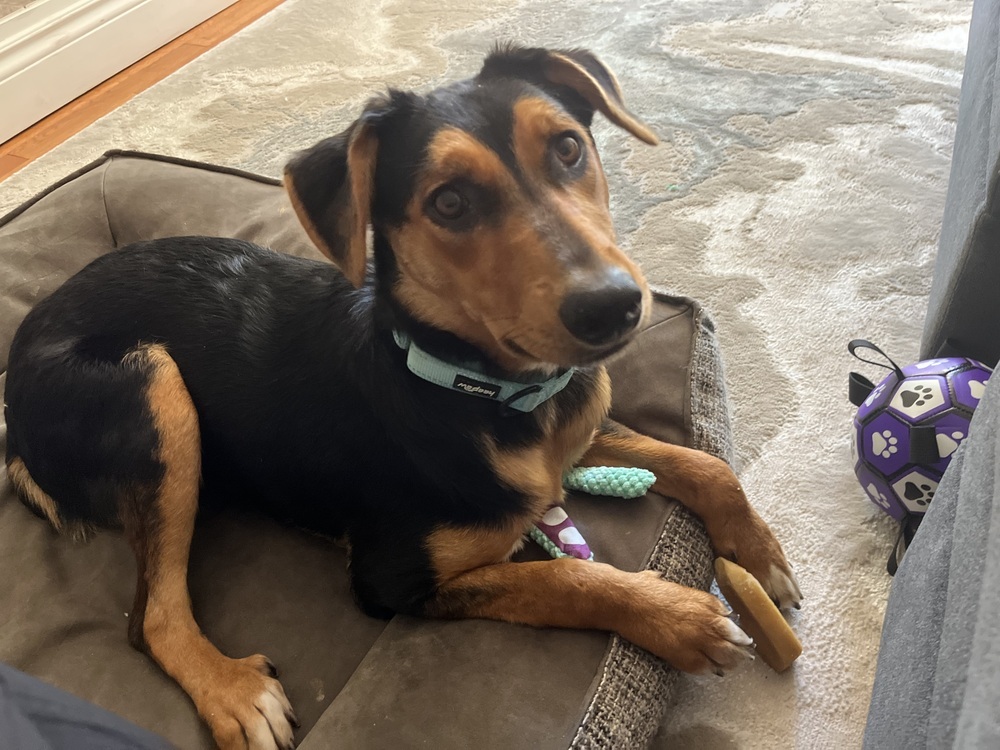 Gia, an adoptable Shepherd, Golden Retriever in Halifax, NS, B3J 3A5 | Photo Image 1