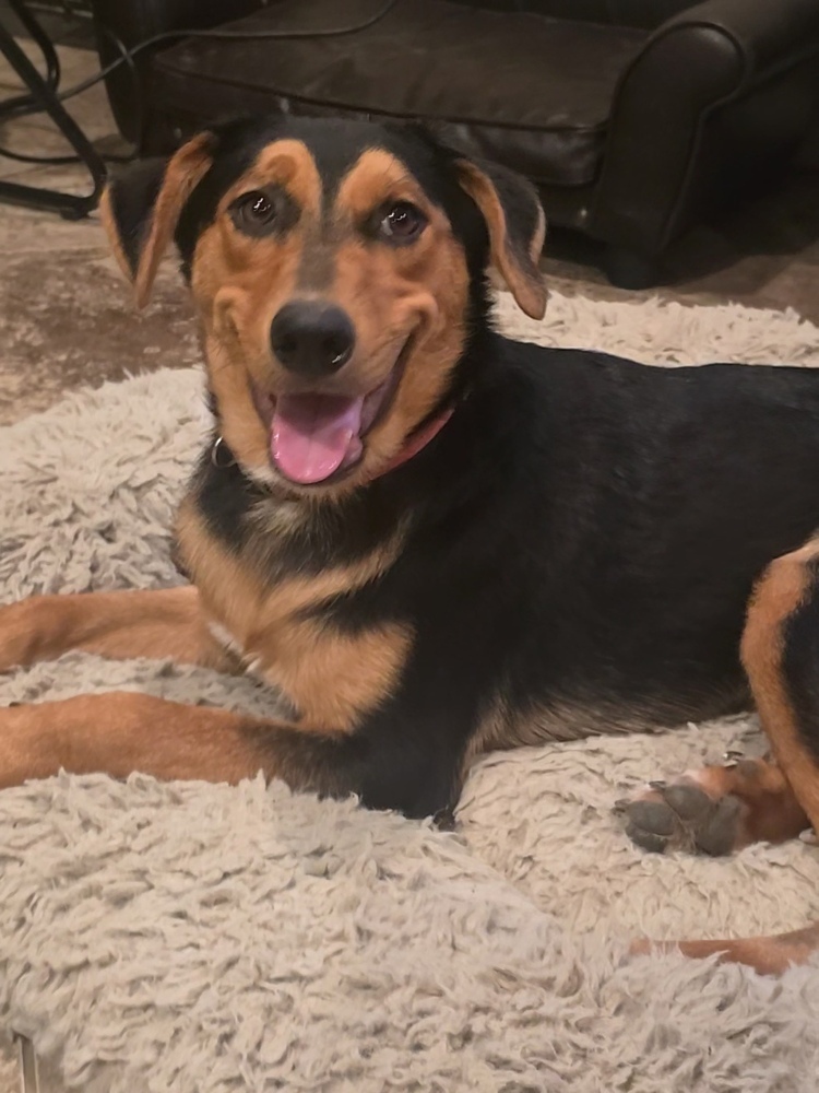 Gia, an adoptable Shepherd, Golden Retriever in Halifax, NS, B3J 3A5 | Photo Image 3