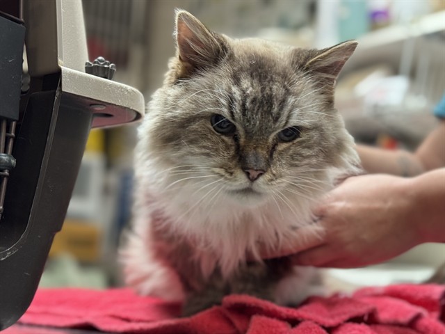 GRUNKLE STAN, an adoptable Balinese, Domestic Short Hair in Raleigh, NC, 27603 | Photo Image 1