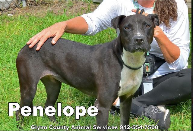 PENELOPE