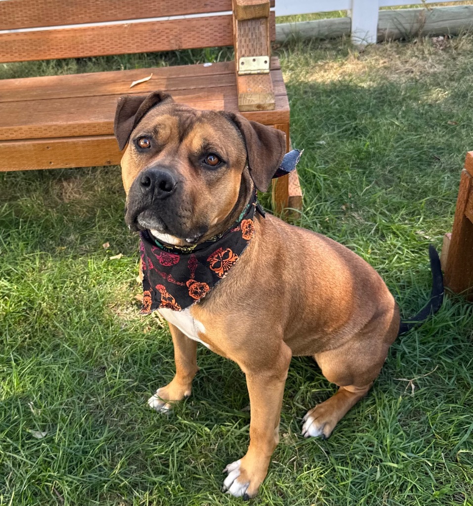 Nova