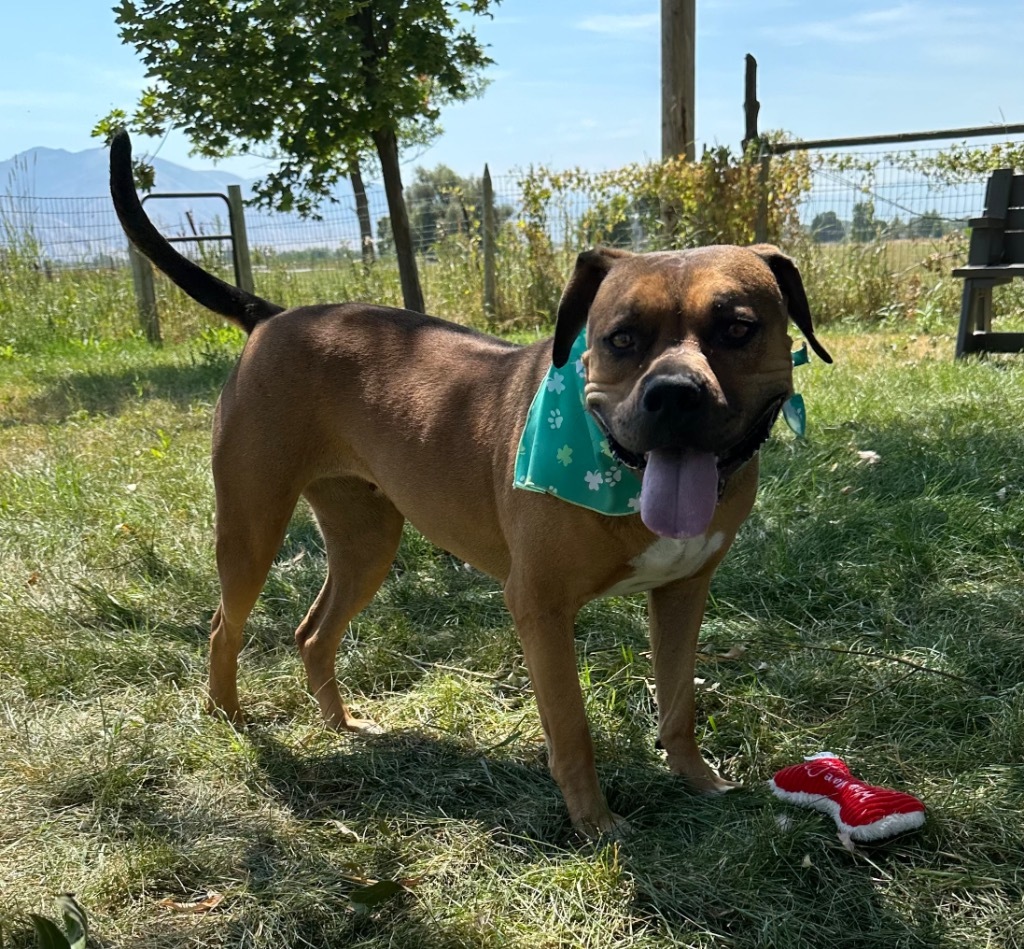 Nova