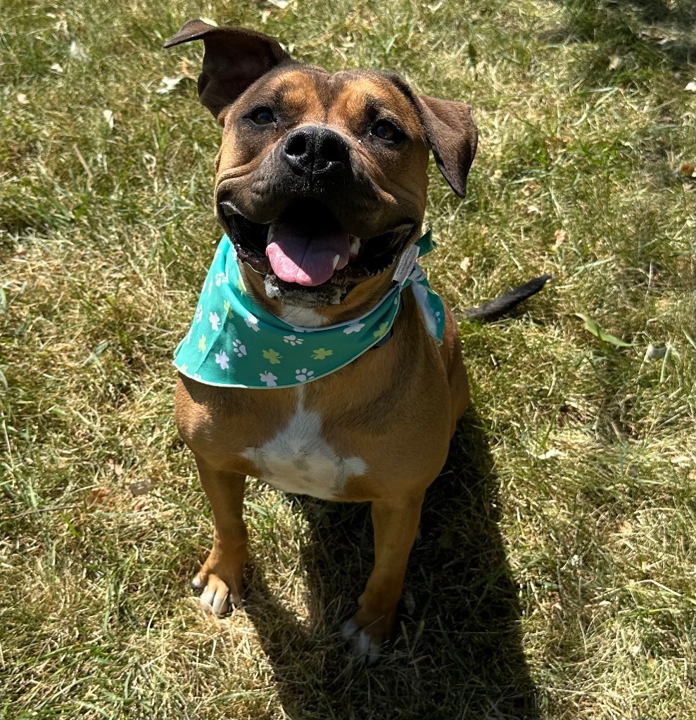 Nova
