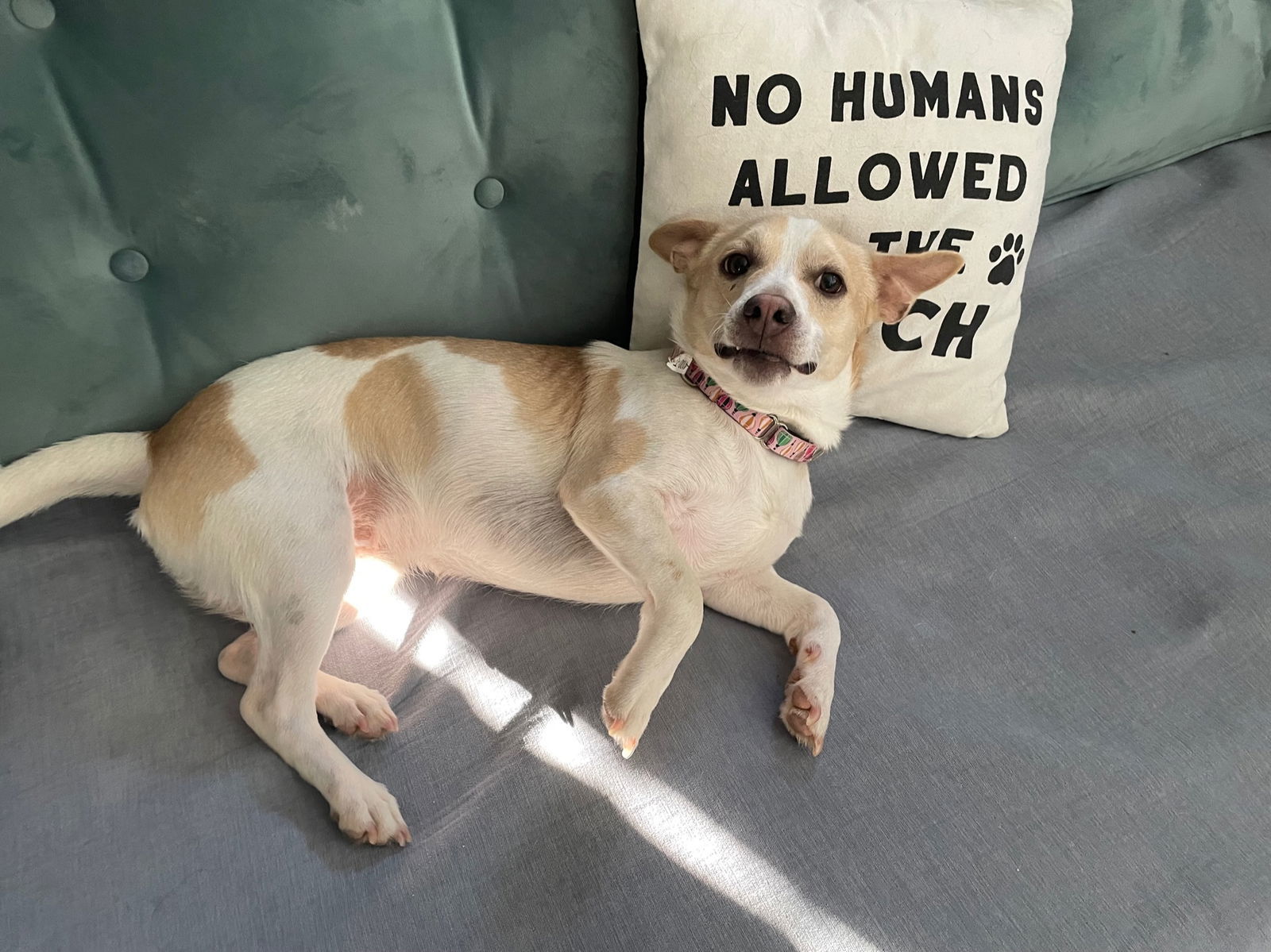 Toby *URGENT FOSTER NEEDED TOO!