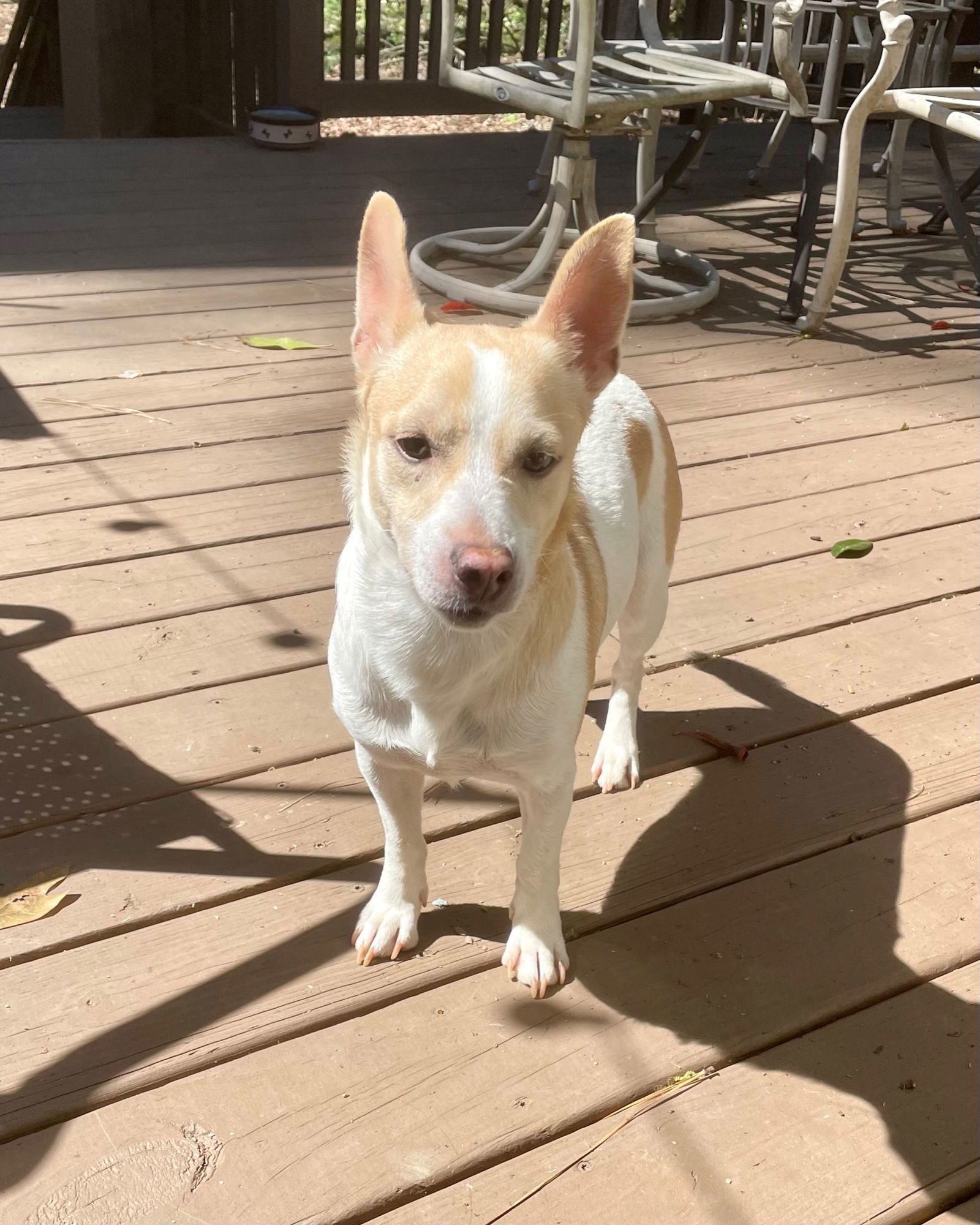 Toby *URGENT FOSTER NEEDED TOO!