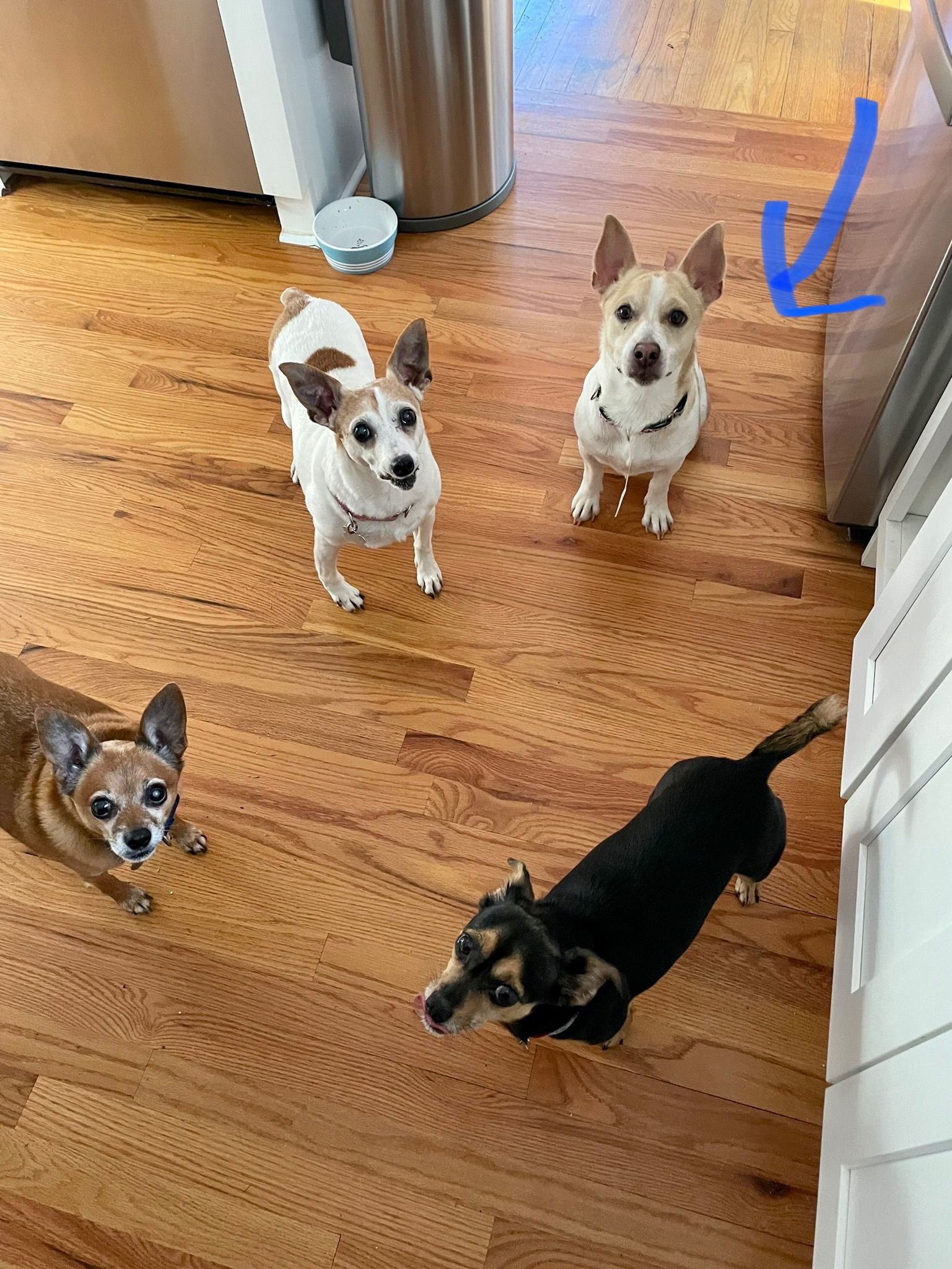 Toby *URGENT FOSTER NEEDED TOO!