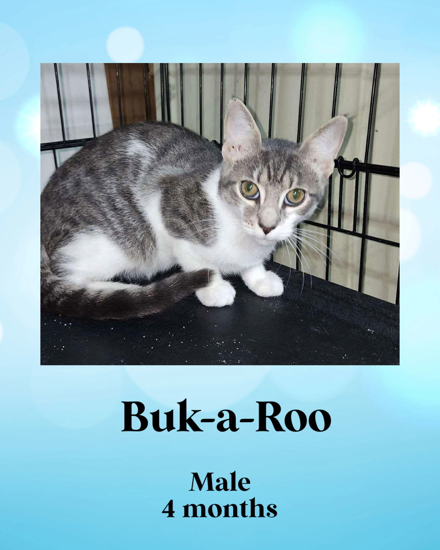 BUCK-A-ROO