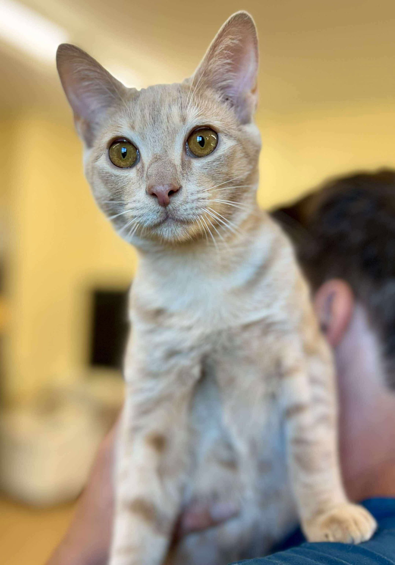 LOGAN