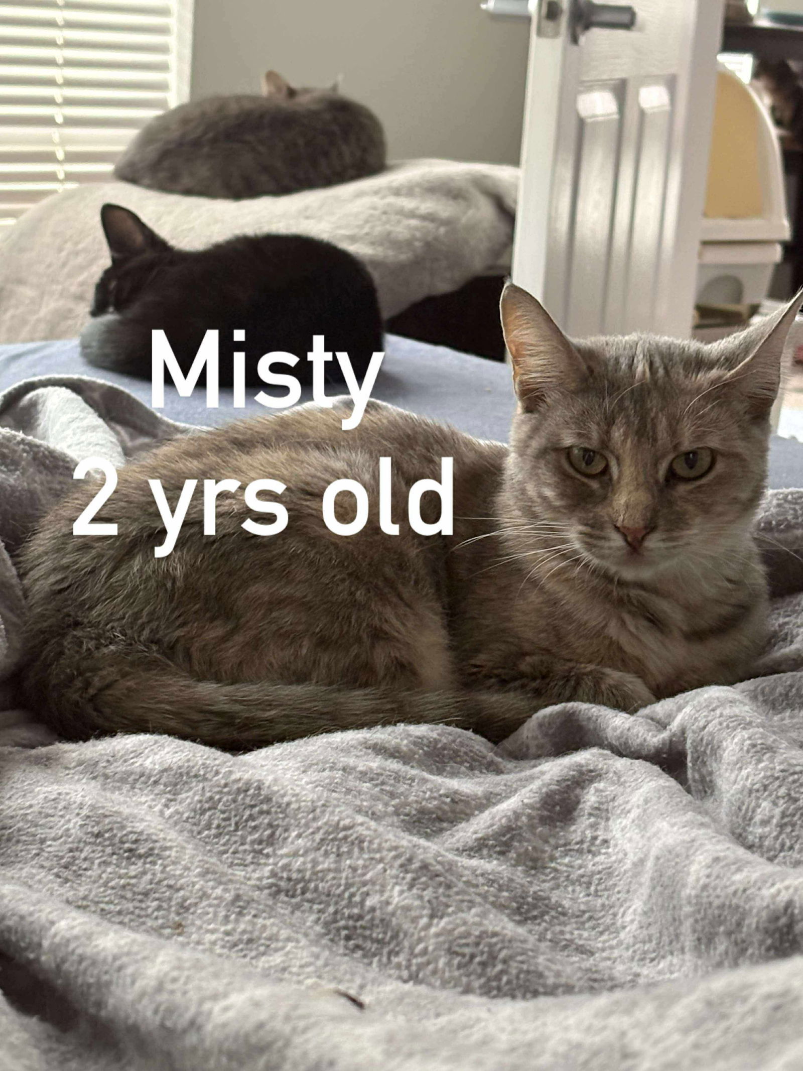 MISTY dilute