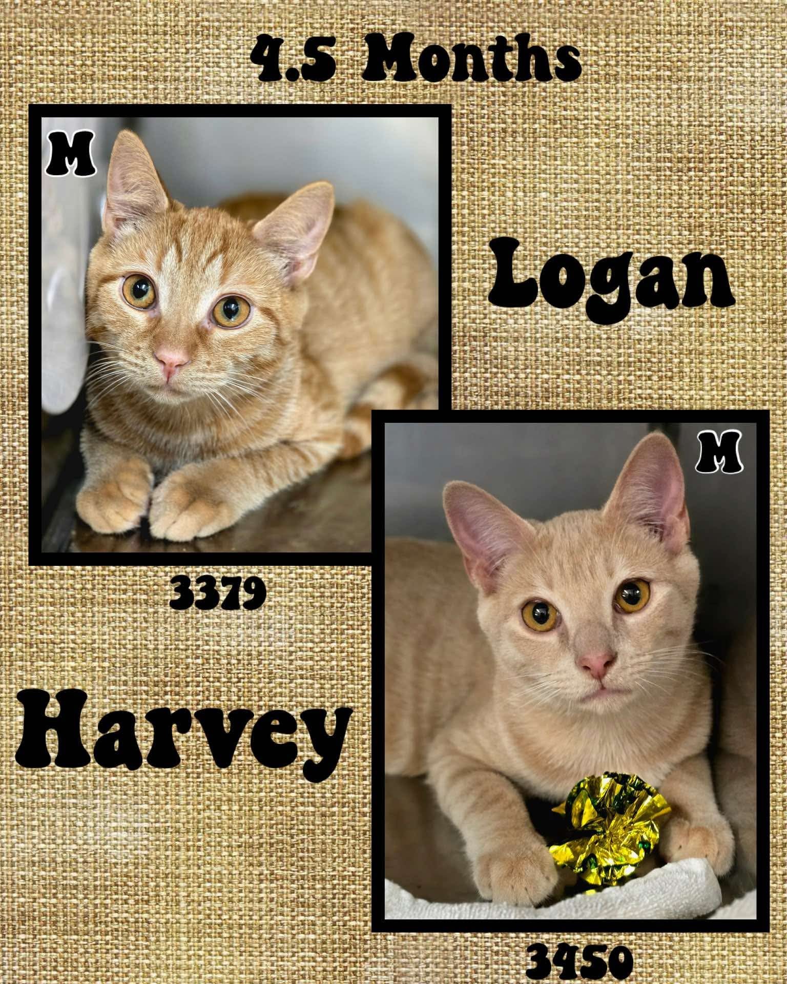 HARVEY