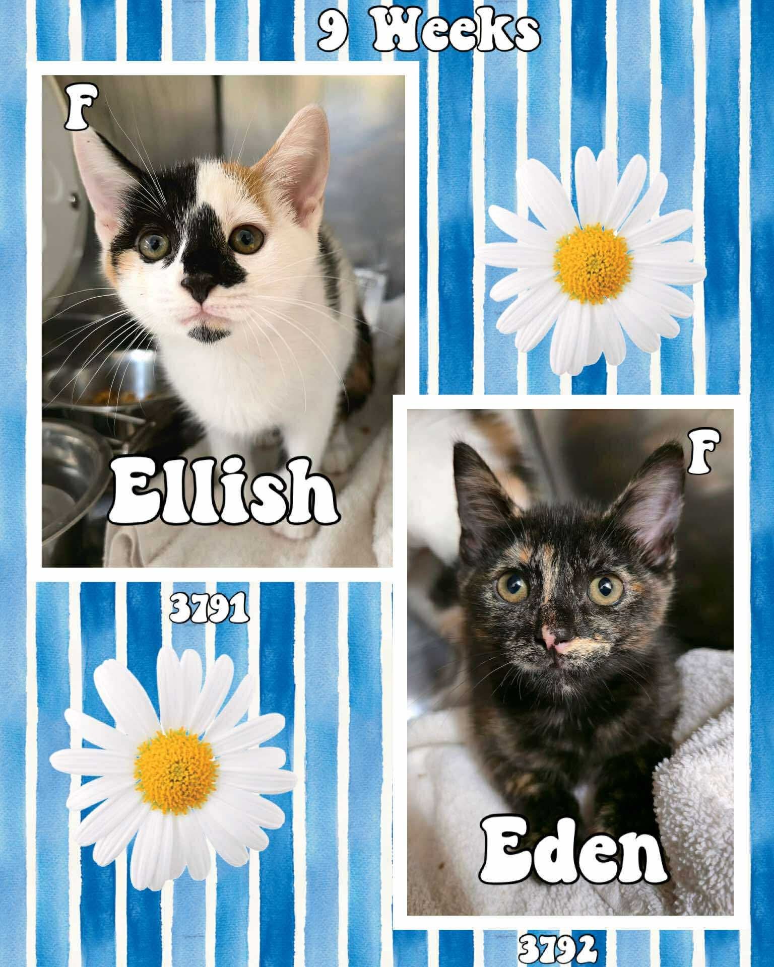 EDEN