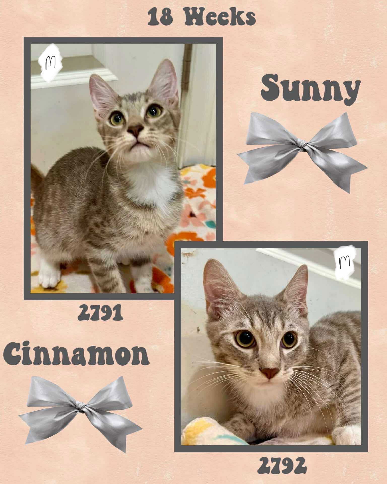 CINNAMON