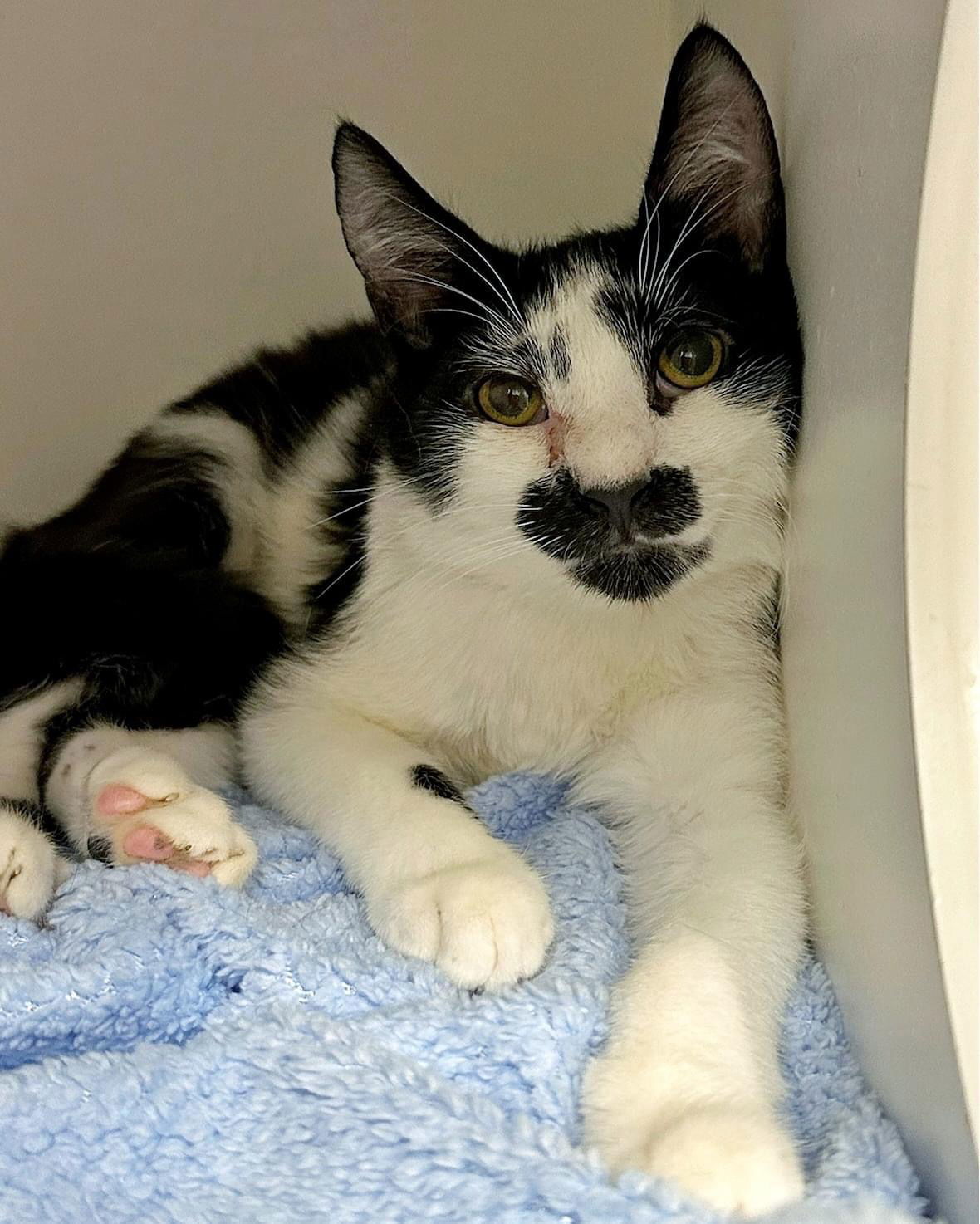 FIGARO