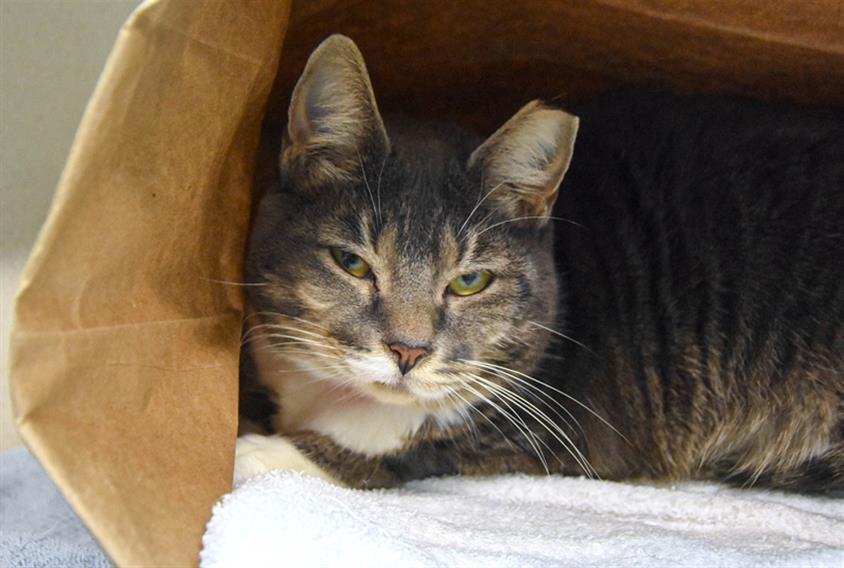 PIPPIN, an adoptable Domestic Short Hair in Loveland, CO, 80538 | Photo Image 1